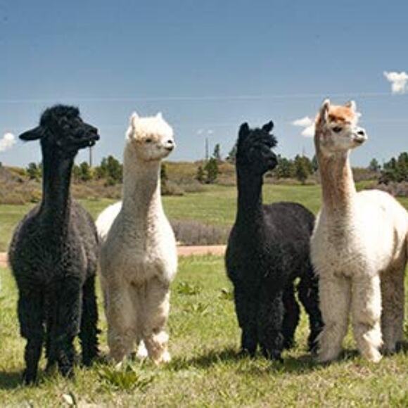 NWOT. Efrata Global Pure Alpaca Scarf. 70"x8" - Picture 4 of 5